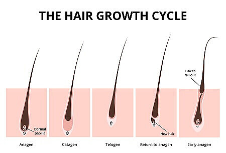 Zyklus_des_Haarwachstums.jpg